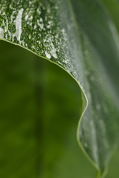 树叶特写纹理细节水珠