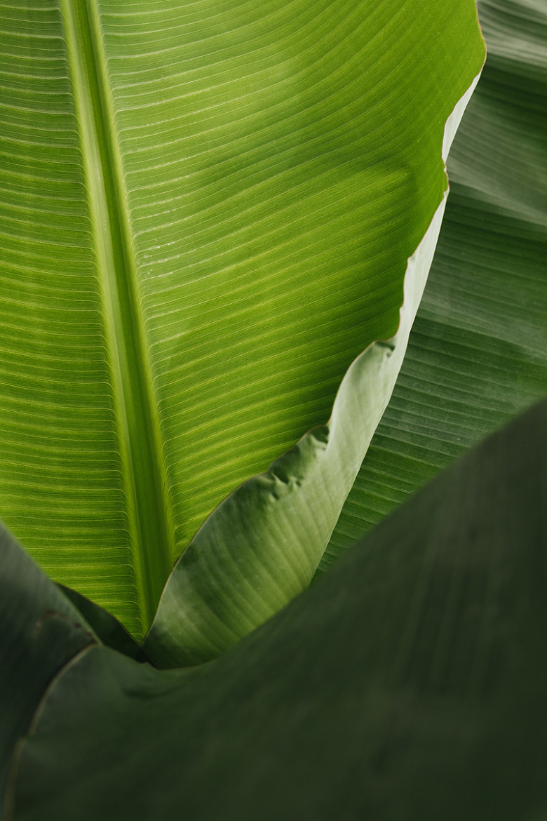 香蕉绿叶植物背景