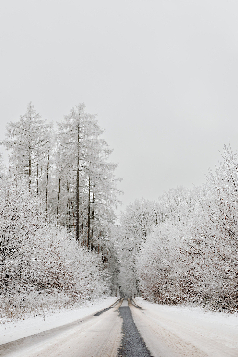 森林冬天霜冻树木
