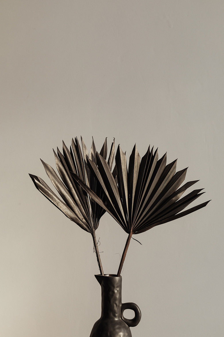 黑色棕榈叶背景摄影