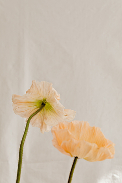 极简主义花卉花朵盆栽