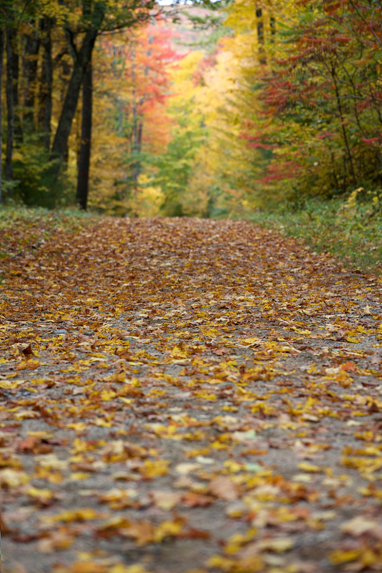 秋叶季节森林徒步旅行