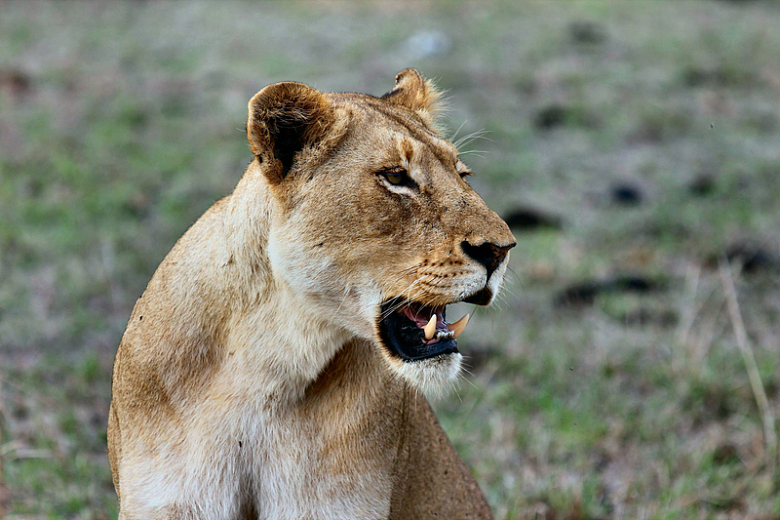 狮子野生动物牙齿胡须自然摄影