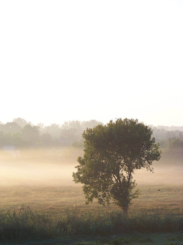 雾早晨夏天黎明树木森林