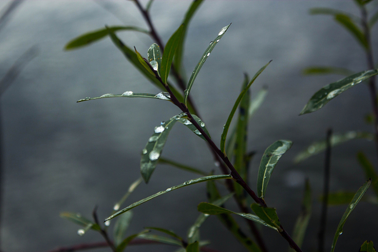 柳露水滴绿叶摄影