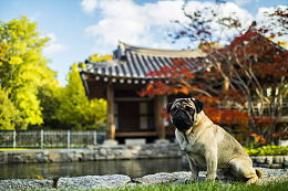 动物狗斗牛犬水塘宠物