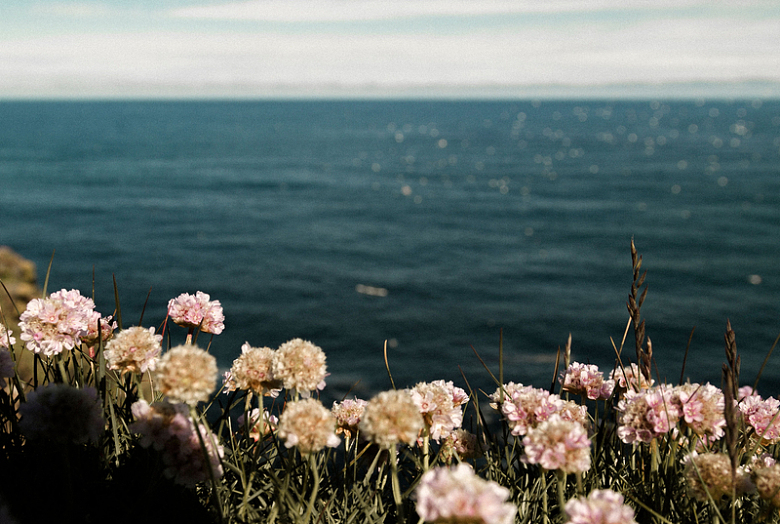 海蓝色海洋海面自然花朵
