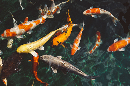 水面橙色白色锦鲤鱼游泳