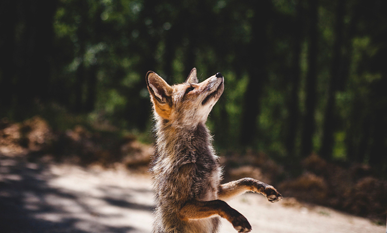狐狸动物野生晴天户外自然