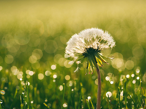 蒲公英花卉花园自然绿色户外