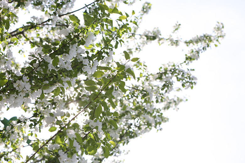 白色樱花树树枝自然