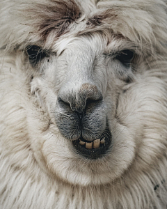 自然羊驼动物哺乳动物