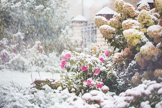 自然冬季户外植物雪花