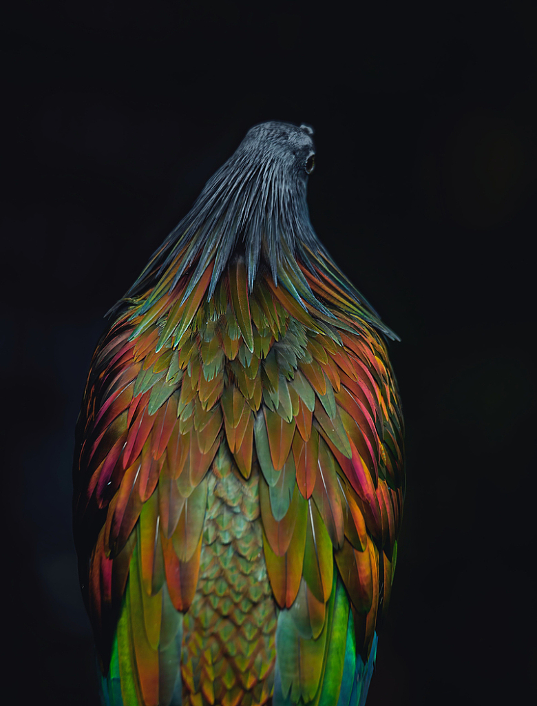 鸟色彩缤纷自然动物摄影