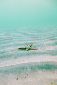 海底海星海洋潜水