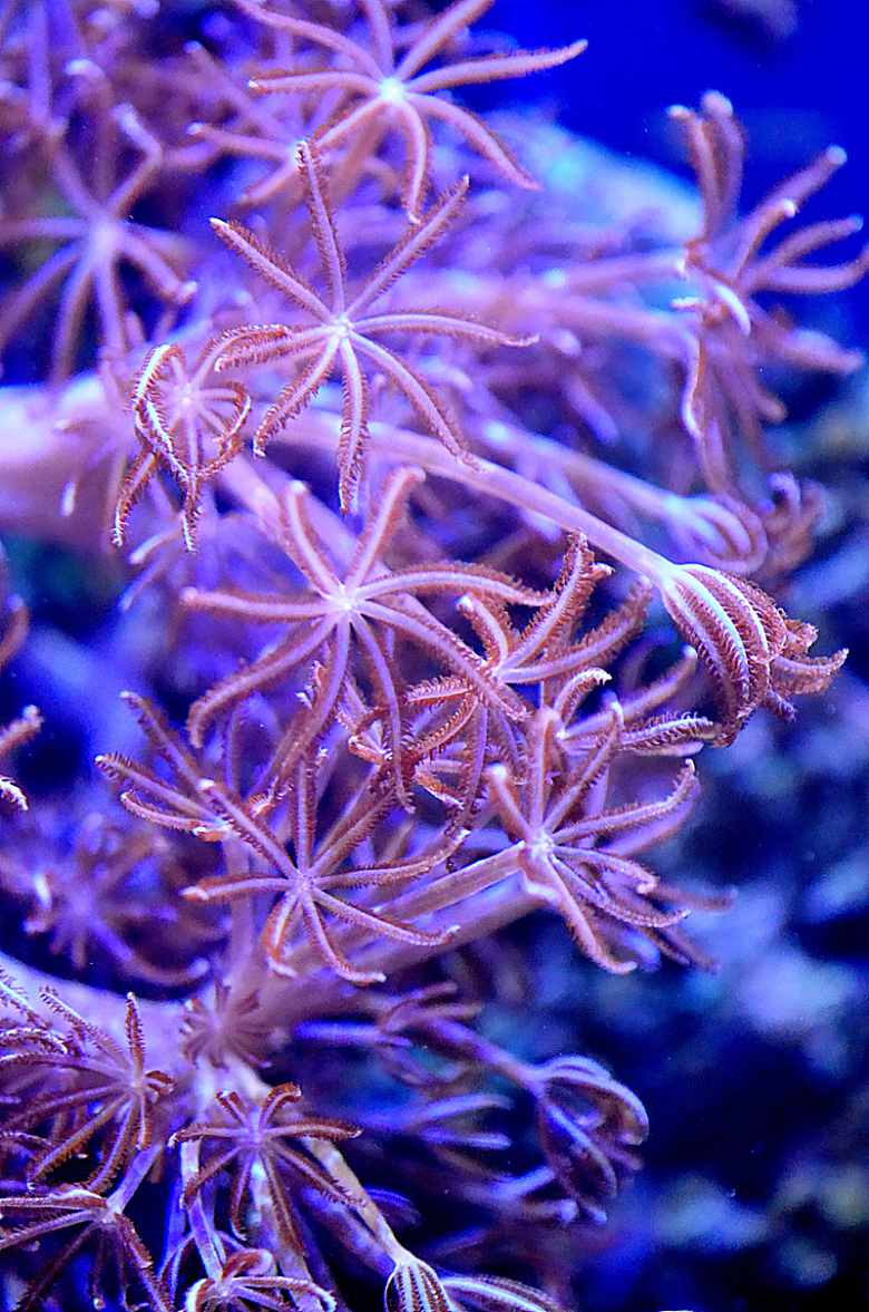 海底鱼类自然动物珊瑚礁