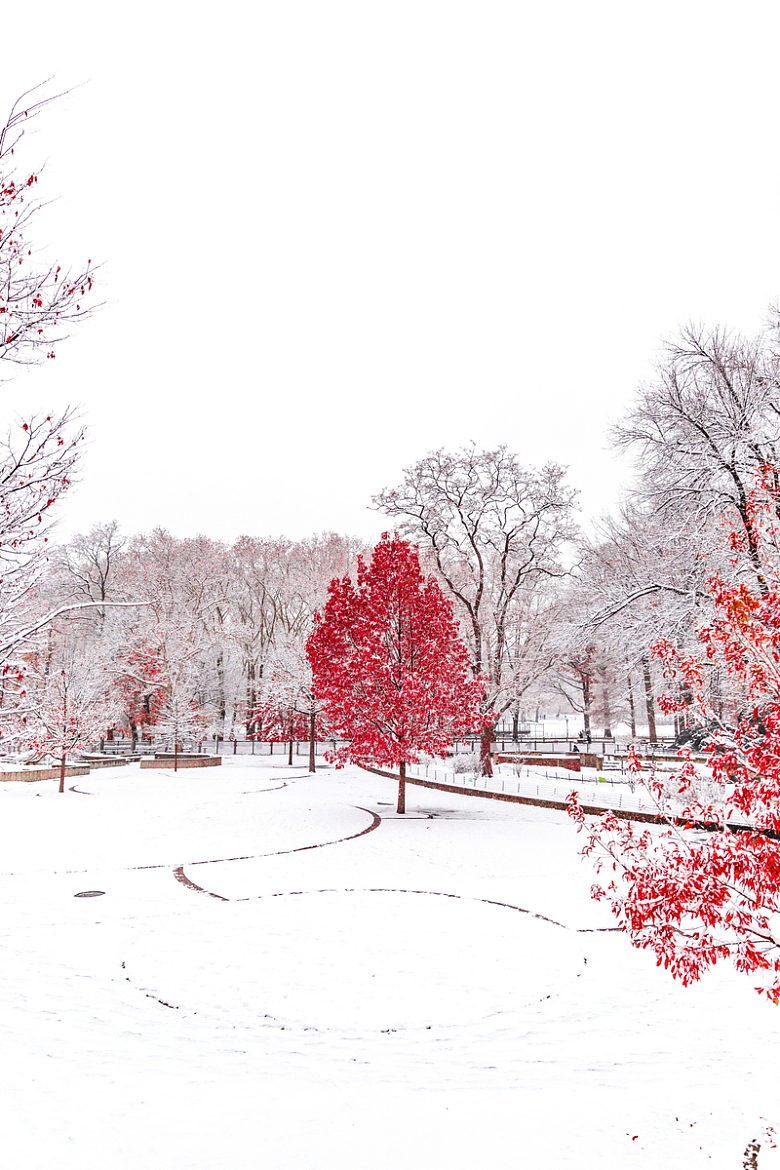 冬季自然公园下雪红枫森林