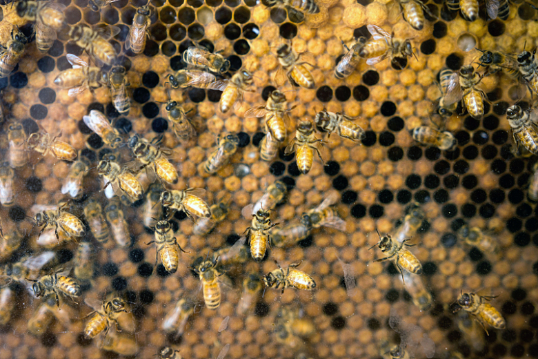 蜂巢蜜蜂昆虫动物细节