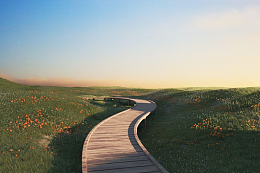 过道花朵草地野花