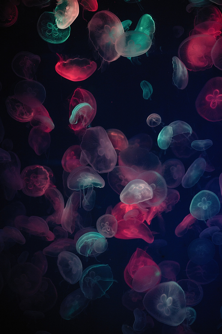 海洋彩色水母生物摄影