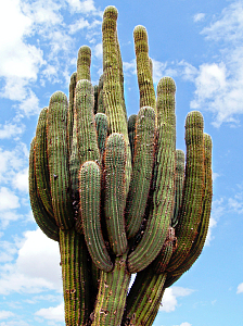 仙人掌植物蓝天白云