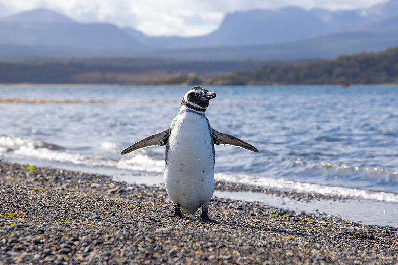 企鹅沙滩海边海浪动物摄影