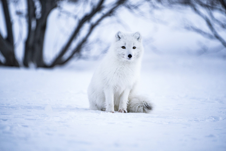 北极狐狸雪地动物摄影