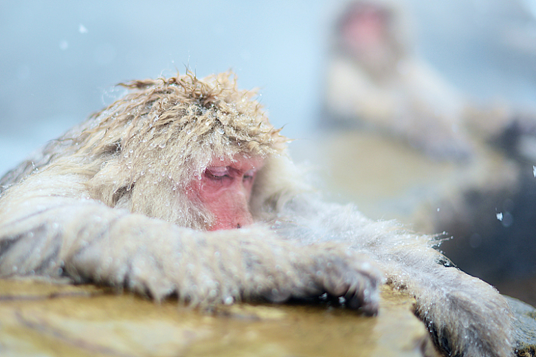 猕猴温泉洗澡动物