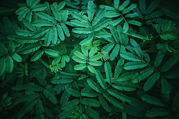 蕨类植物叶子背景纹理