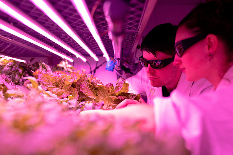 科学家紫外线蔬菜种植