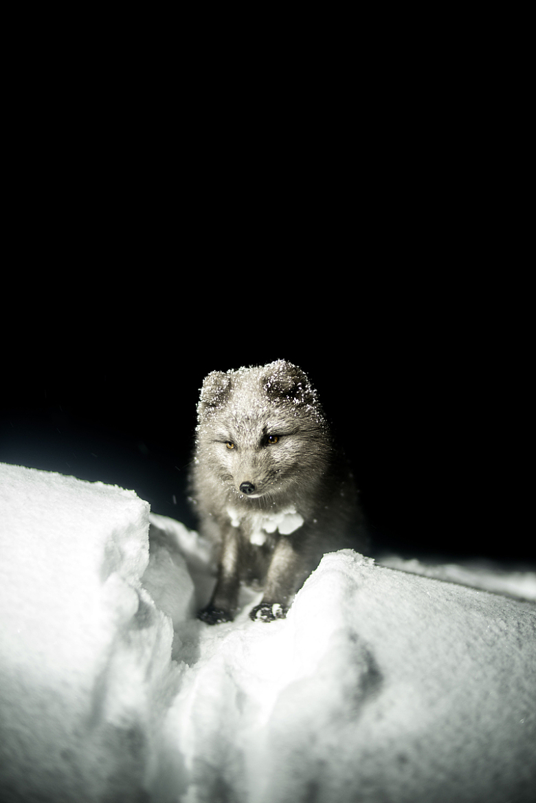 黑白狐狸动物冬季积雪