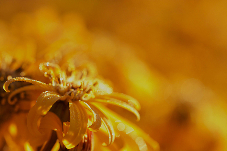 花卉自然金色背景