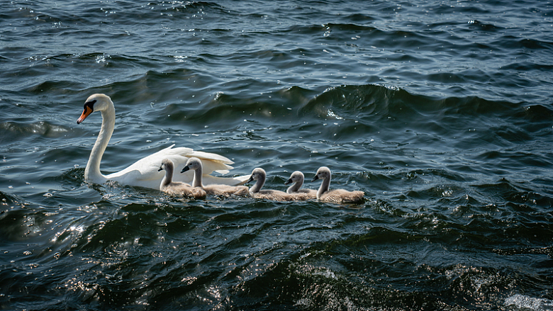 天鹅游泳湖面白色动物