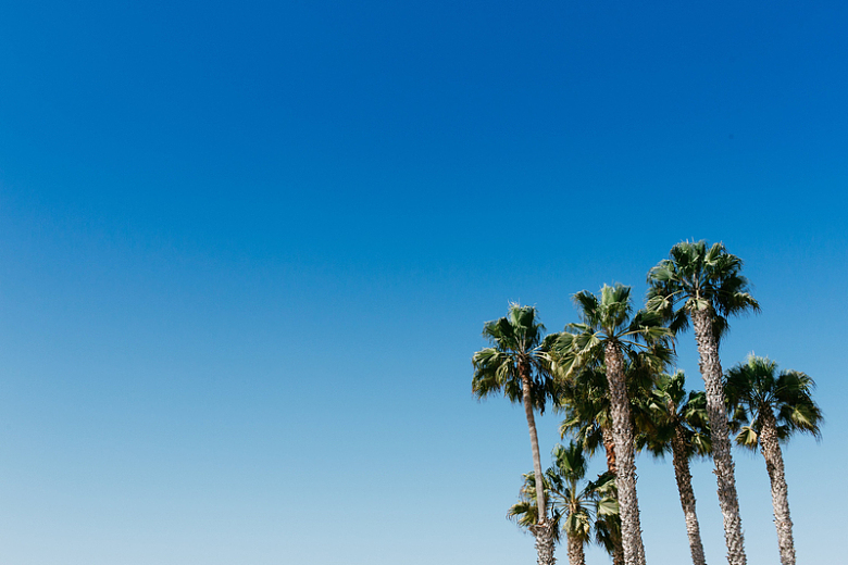 棕榈树蓝天户外自然热带