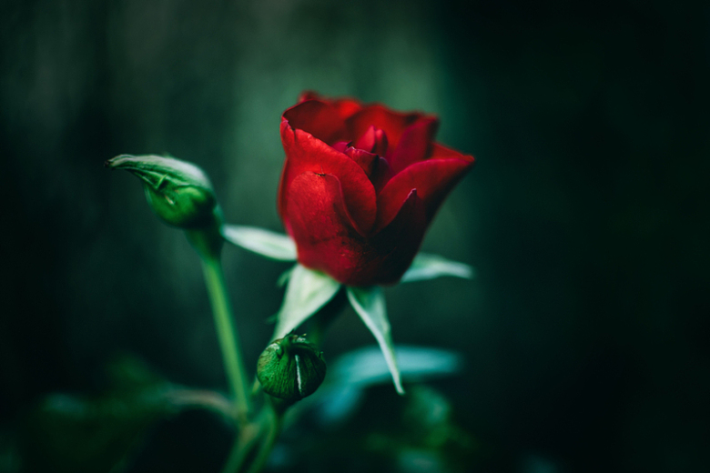 孤独红玫瑰浪漫爱情