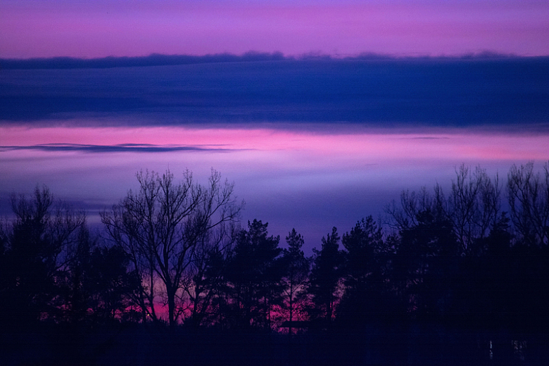 黎明早晨自然景观树木天空