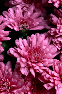 园林花卉户外自然开花