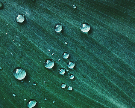 雨滴叶子水滴绿色细节