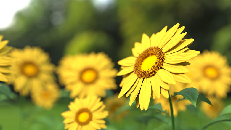花卉自然向日葵摄影