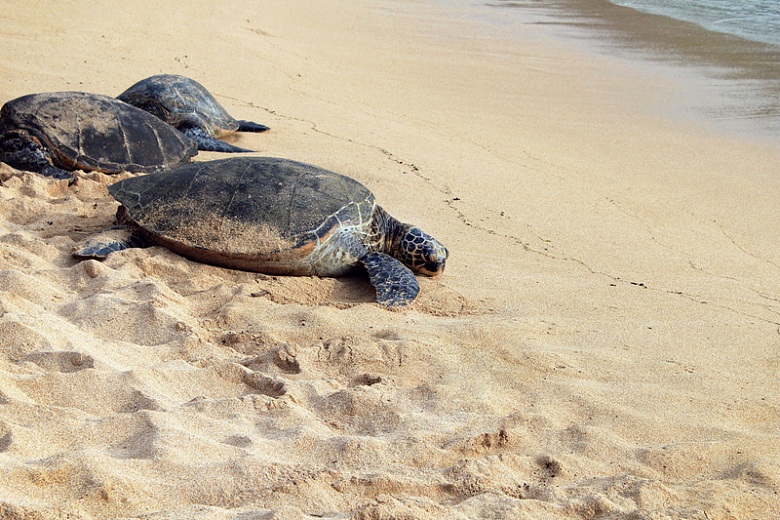 野生动物两栖海龟硬壳沙滩