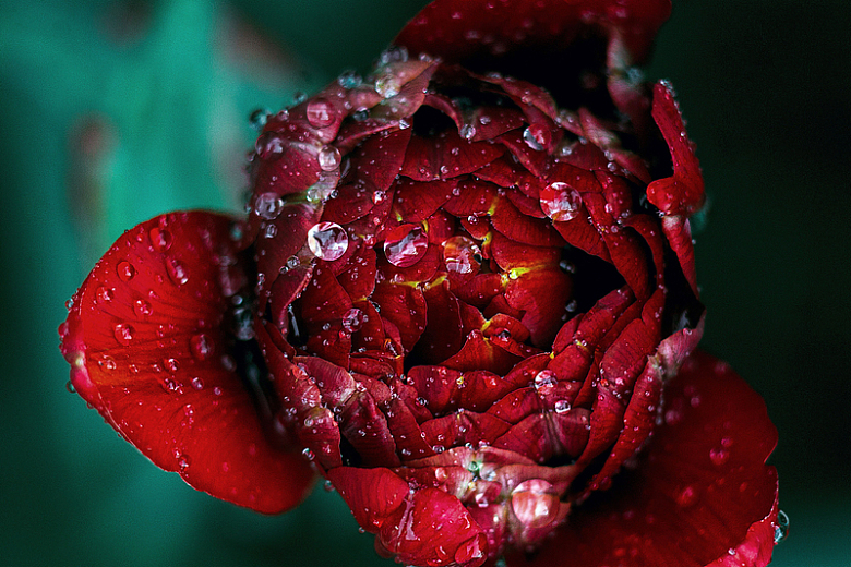 自然玫瑰花瓣水滴绽放特写