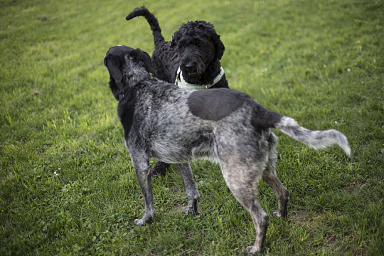 小狗宠物草地绿色