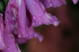 紫色花朵雨滴湿润细节