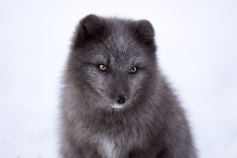 冬季雪地气候寒冷自然狐狸动物
