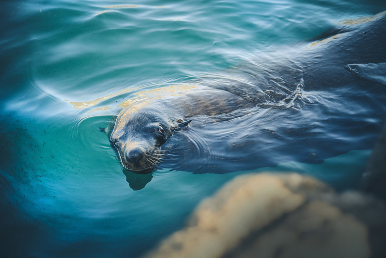 动物海豹水下游泳摄影