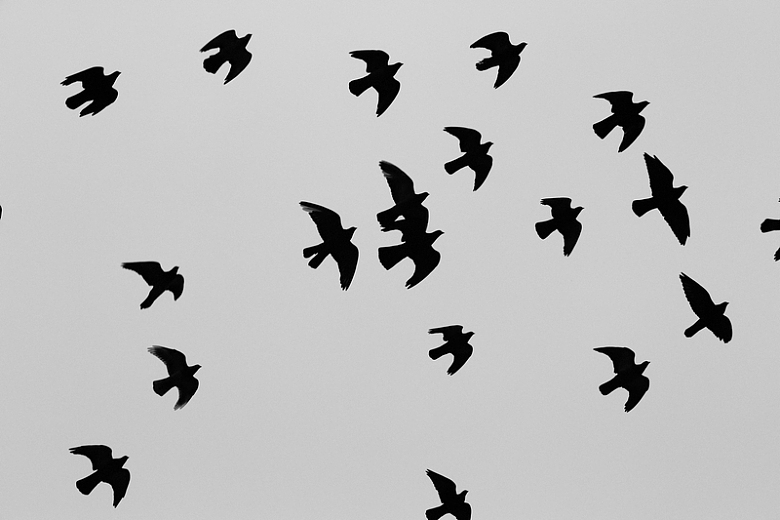 黑色迁徙飞鸟动物摄影