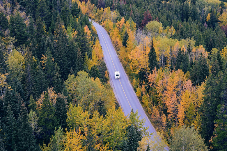 树木森林自然道路交通