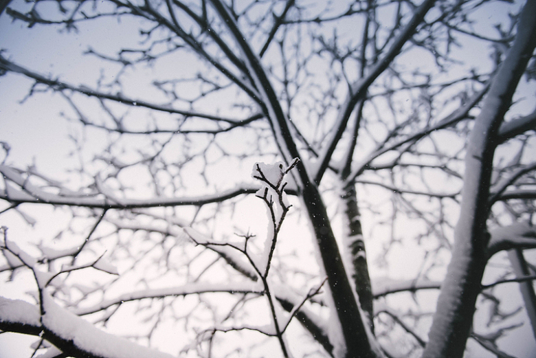 树木植物枝条冬季积雪
