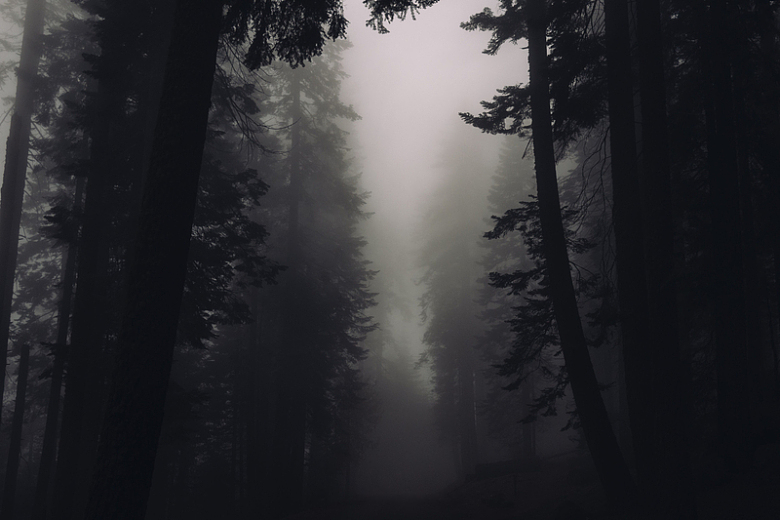树木森林浓雾黑暗户外
