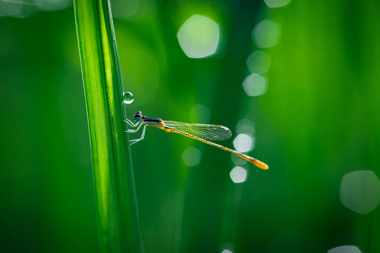 蜻蜓翅膀天然昆虫绿叶户外